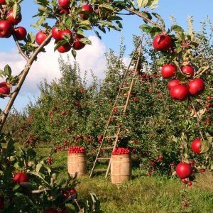 Comment greffer un vieux pommier ?