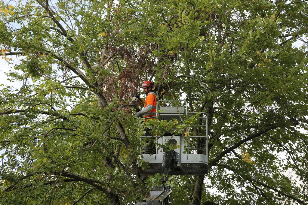 L’élagage d’arbre pourquoi estce important — free download