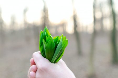 Quand et comment semer les graines de poireaux ?