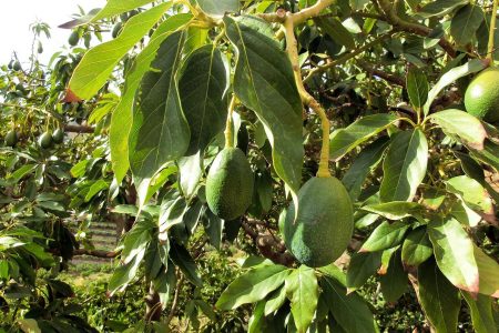 Comment procéder pour réussir la culture de l’avocatier ?