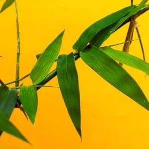 Plantation et entretien de votre bambou à l&rsquo;extérieur