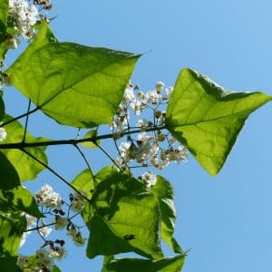 Pourquoi planter un Catalpa dans son jardin ?