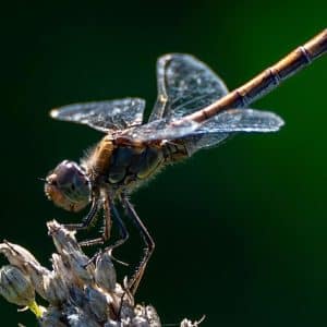 Biodiversité d’automne : 6 actions simples pour un jardin accueillant